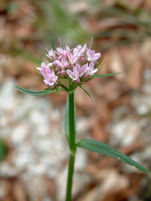Valeriana tripteris / Valeriana trifogliata